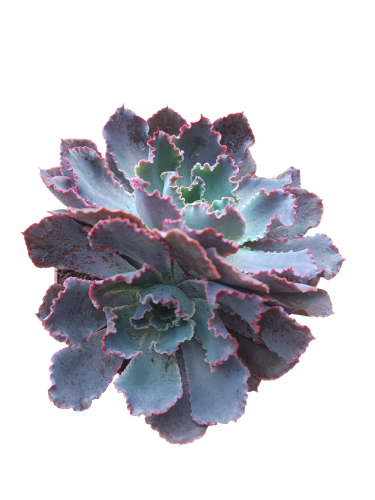Echeveria Neon Brakers Planta De Sol Ø13_0