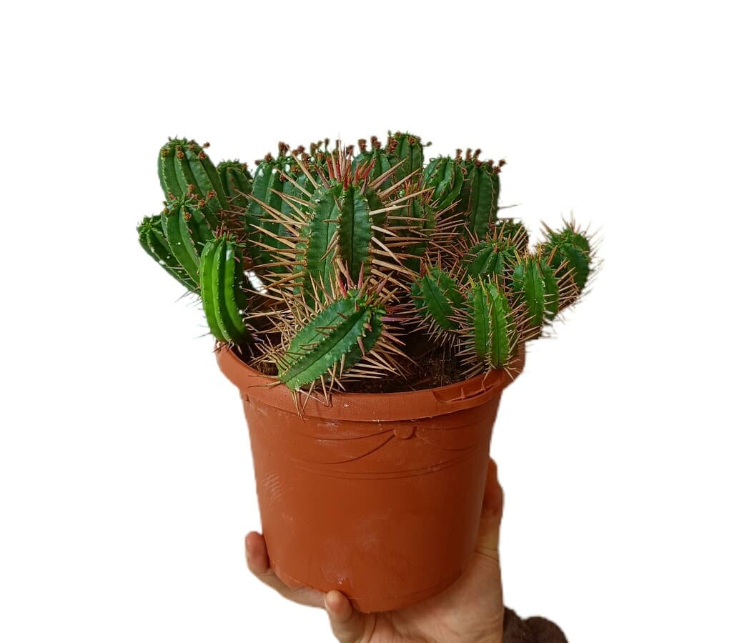 Euphorbia Ferox M17_0