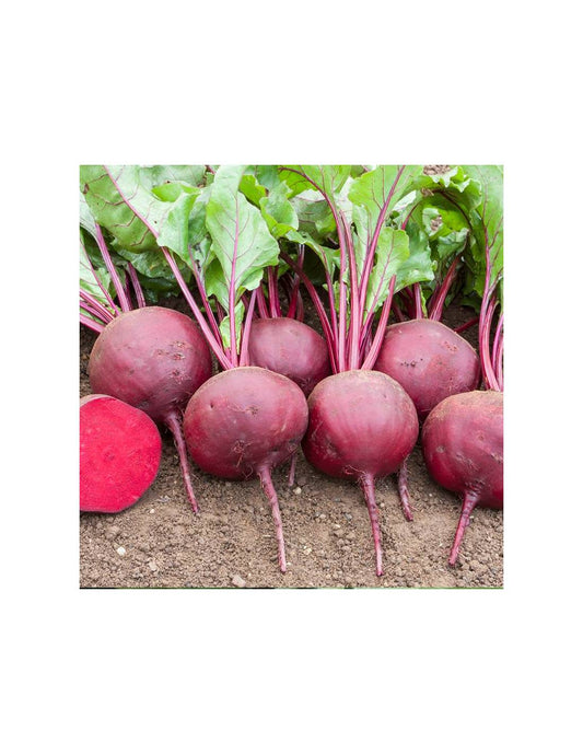Semillas Remolacha Detroit 2 Ecológicas