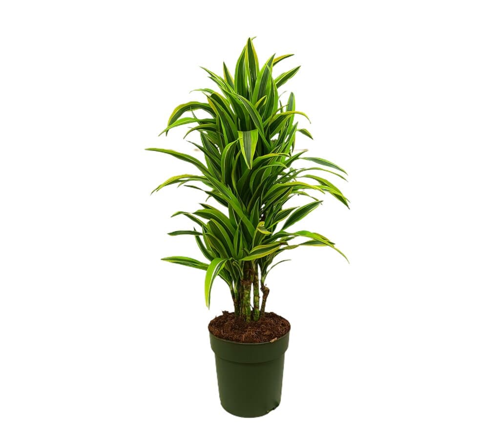 Dracena Lemon Line M27 80-100cm