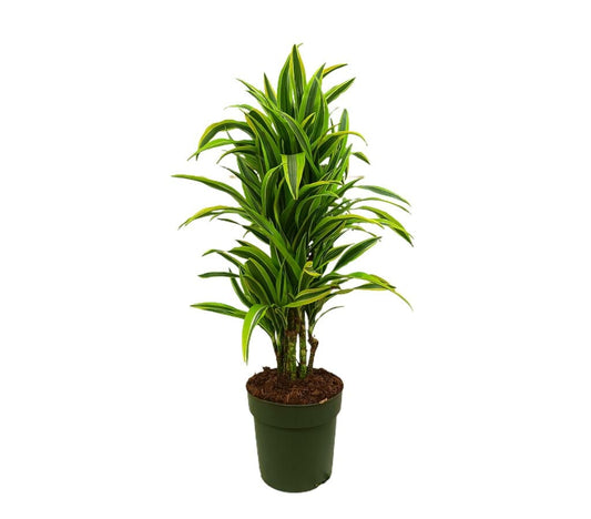 Dracena Lemon Line M27 80-100cm