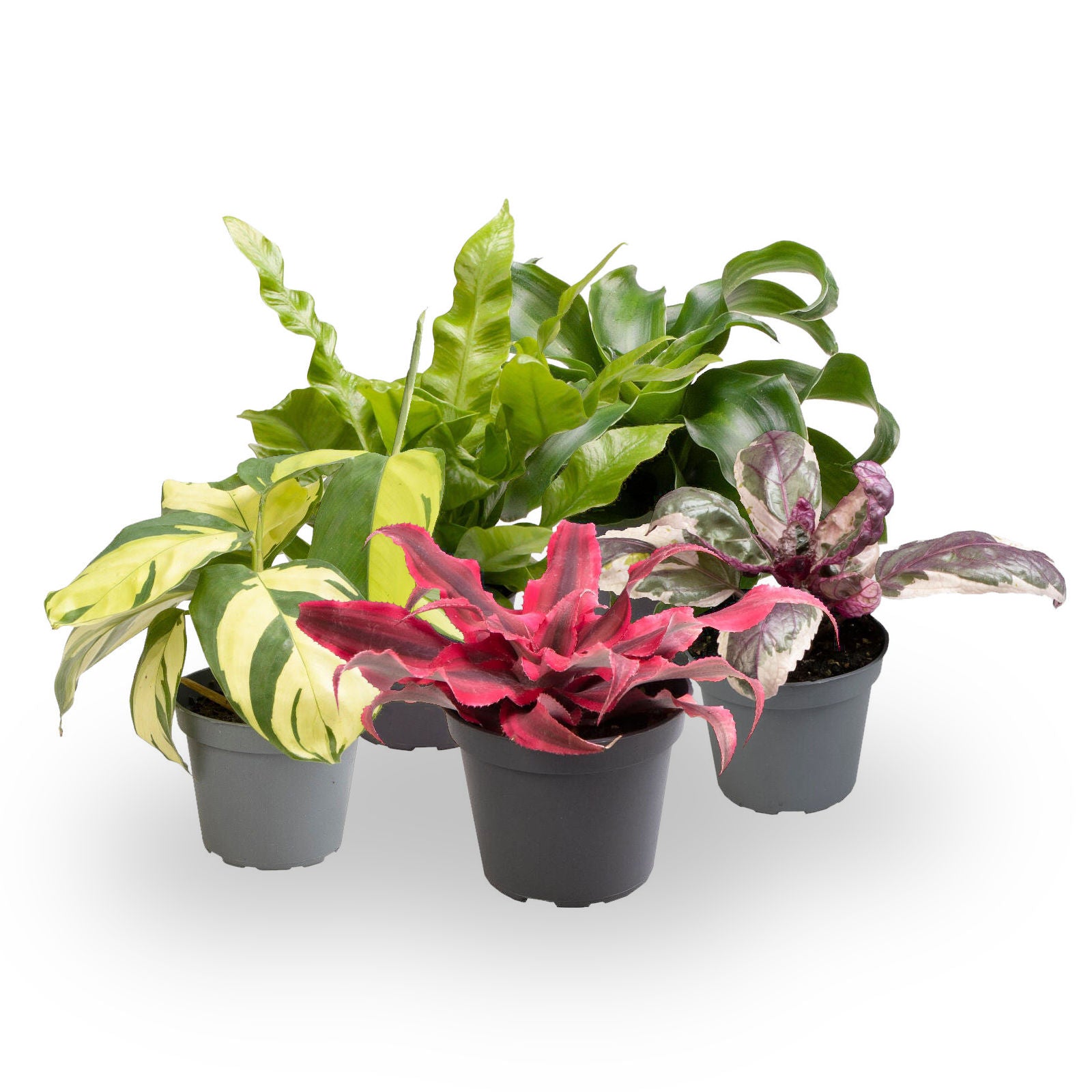 Pack 5 Plantas Baby M6 Variadas