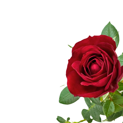 Rosal Mini Rojo M17_2