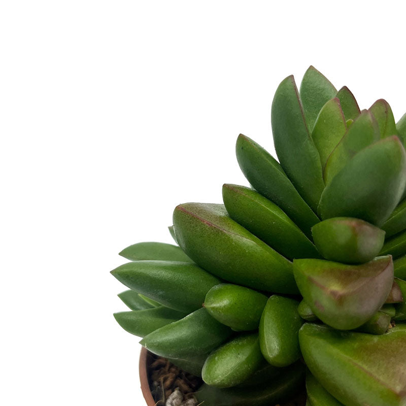 Crassula Ben Cactus Y Suculentas M8,5 Ø