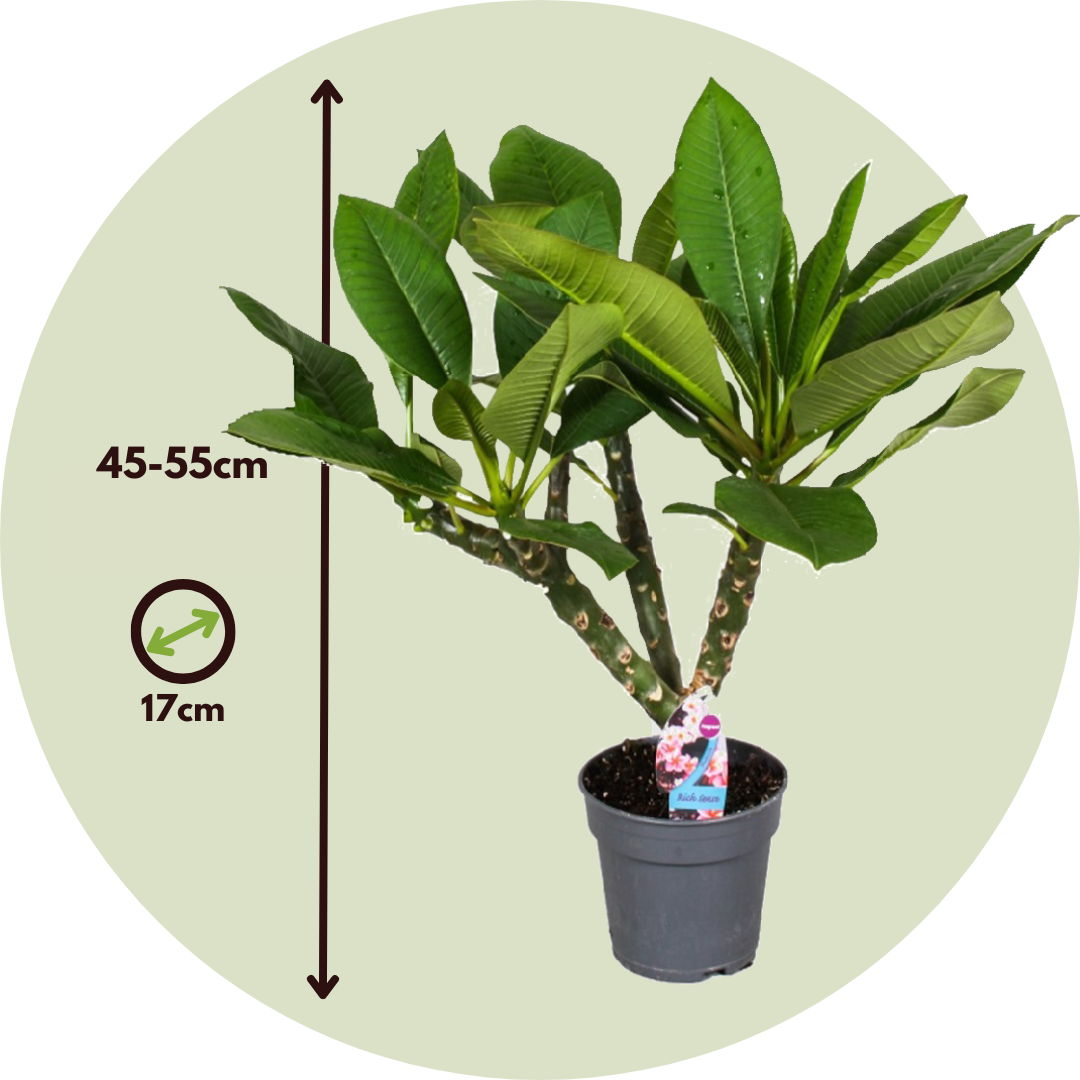 Frangipani - 2 Pzs - Plumeria Rubra 'hawaii' - Altura 45-55cm - ⌀17cm_2