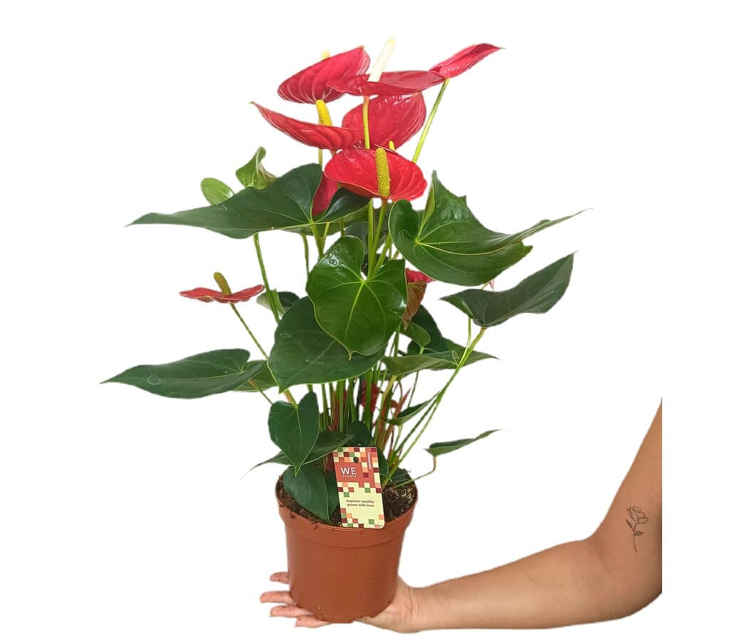 Anthurium Andreanum Tremendo M17_0
