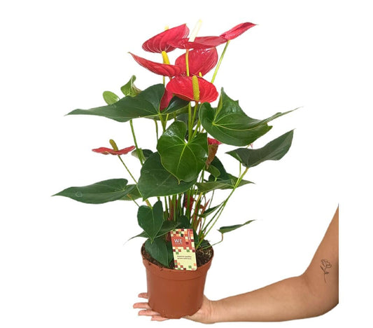 Anthurium Andreanum Tremendo M17_0