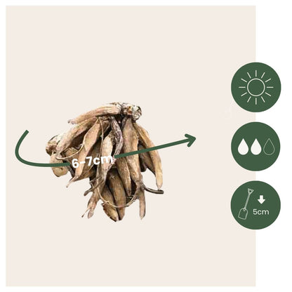 Ranúnculo - 40 Pzs - Ranunculus - Bulbos De Flores_2