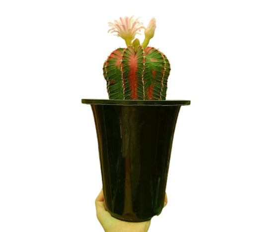 Gymnocalycium Variegata Nº1 M12_0