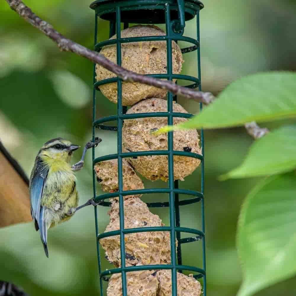 Comida Para Pajaros Silvestres, Pasteles Energeticos Para Aves, 200 X Ca. 90 Gramos Sin Red, Con Insectos_2