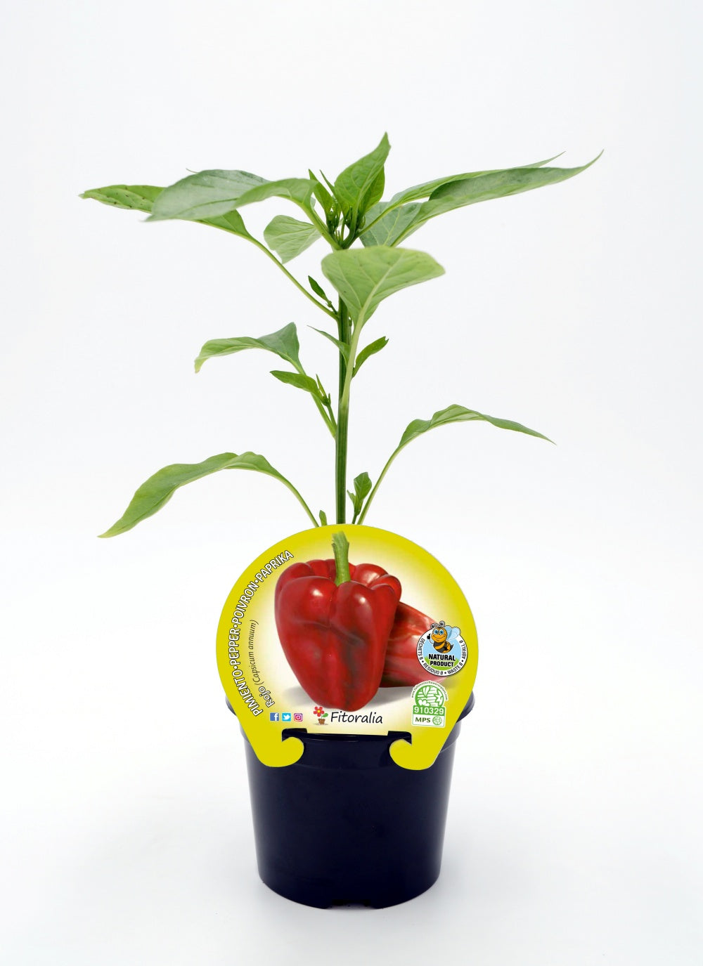 Plantón Pimiento Rojo En Maceta 10,5 Cm. Natural - Fitoralia_0