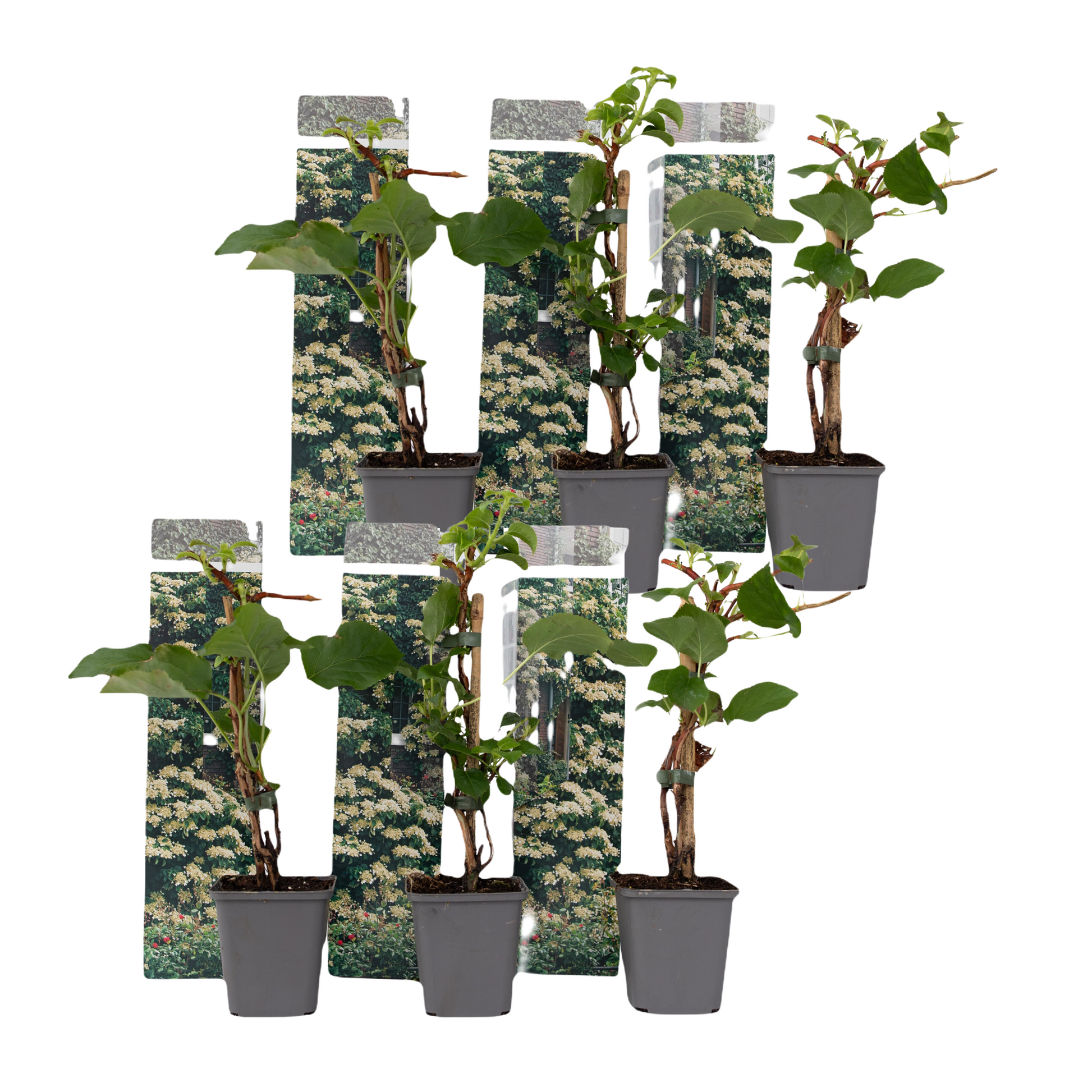 Hortensia Trepadora - 6 Pzs - Hydrangea Petiolaris - Altura 25-40cm - ⌀9cm