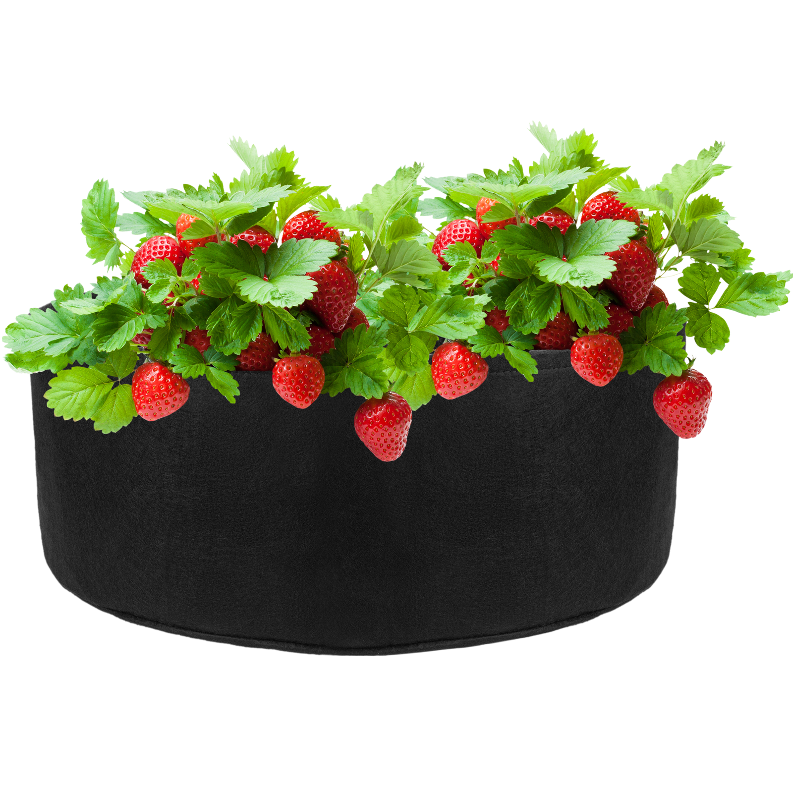 Bolsa De Cultivo Y Crecimiento De Plantas 65x30cm 4 Unidades_2