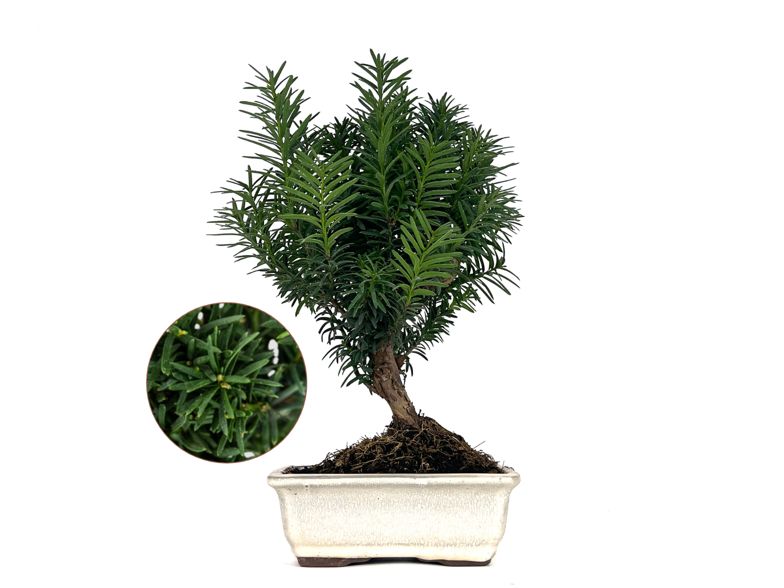 Bonsái Taxus Media - Tejo 8 Años_0