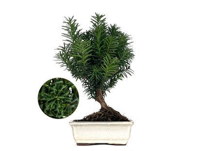 Bonsái Taxus Media - Tejo 8 Años_0