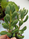Crassula Rogersii Planta Suculenta 5 Cm
