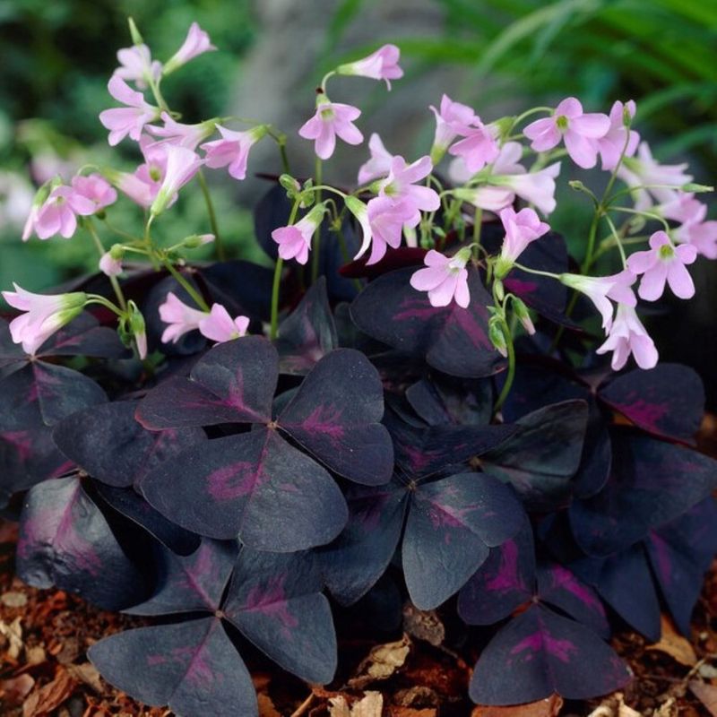 Lote 10 Bulbos Oxalis Sunny Planta Mariposa_0