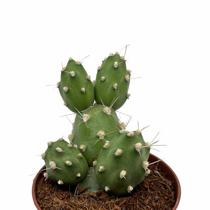 Cumulopuntia Zehnderi Cactus Y Suculentas