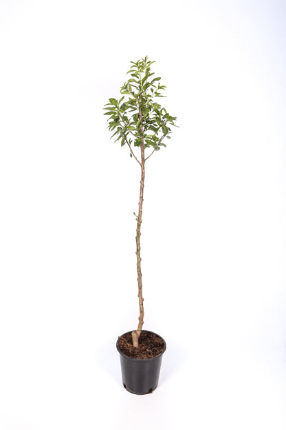 Manzano - Manzana Fuji- Manzana Semi Roja - Planta Viva - Altura 120/150