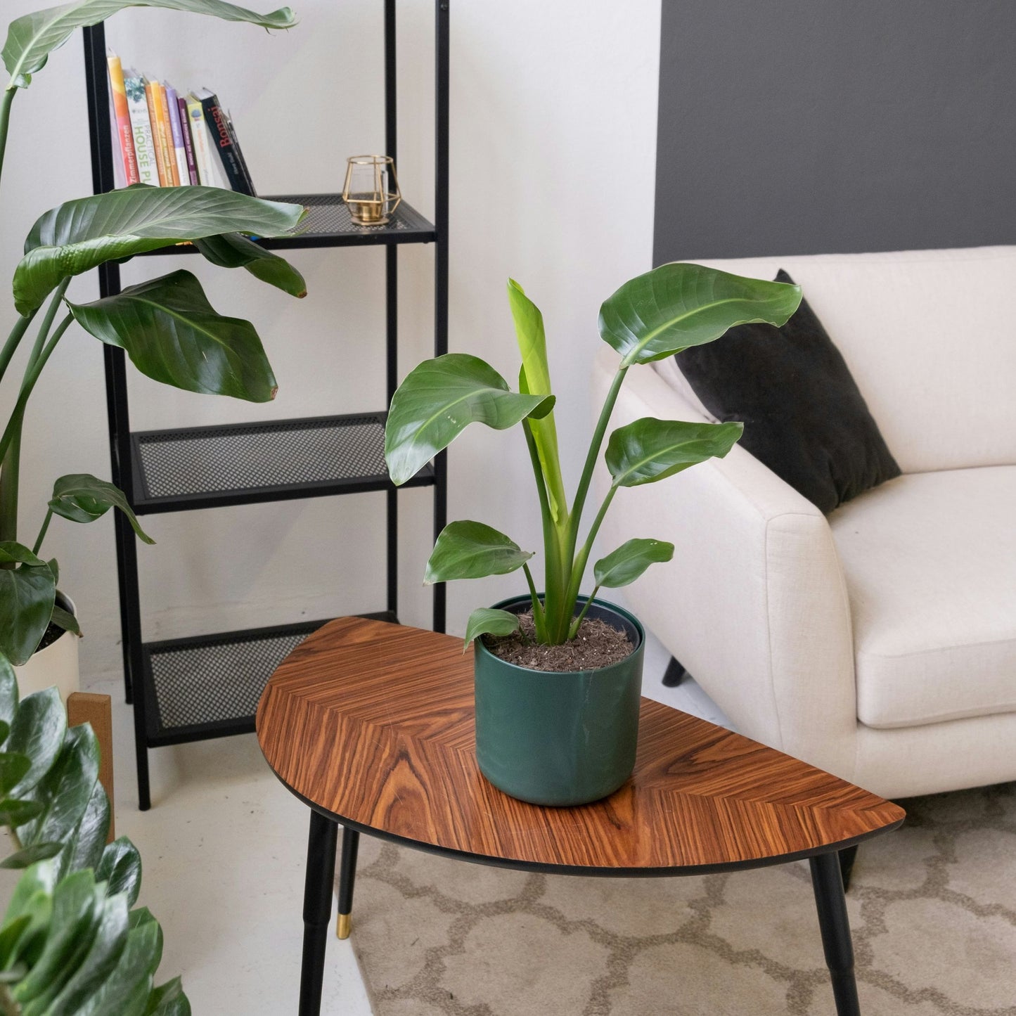 Flor Ave Del Paraíso - Strelitzia Reginea - Altura 25-40cm - ⌀9cm