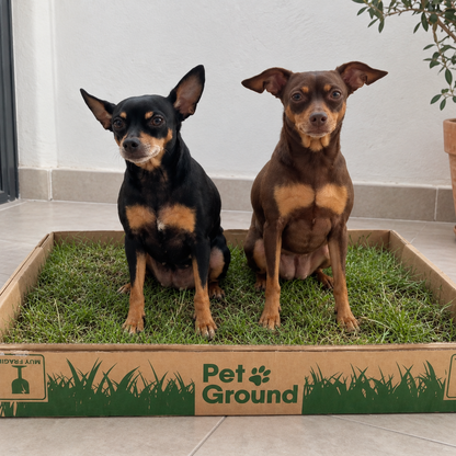 Petground, Cama Para Perros, Empapador, Alfombra Olfativa, Césped Natural, Standard_5