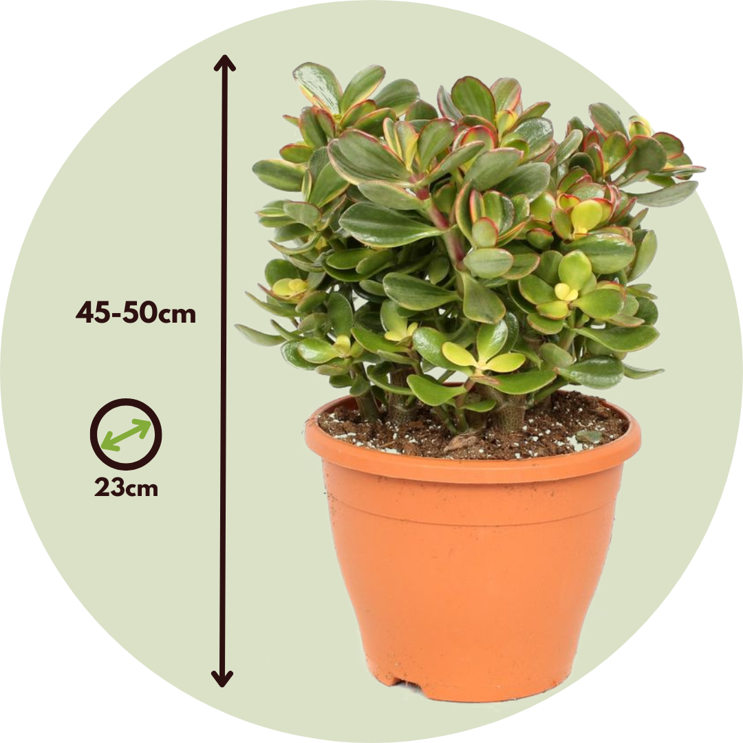 Árbol De Jade - Crassula Ovata 'sunset' - Altura 45-50cm - ⌀23cm_2