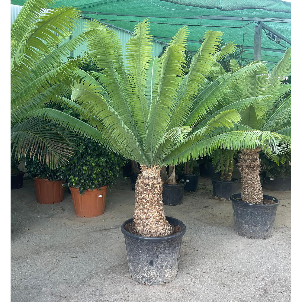 Dioon Spinolosum M70 200cm_0