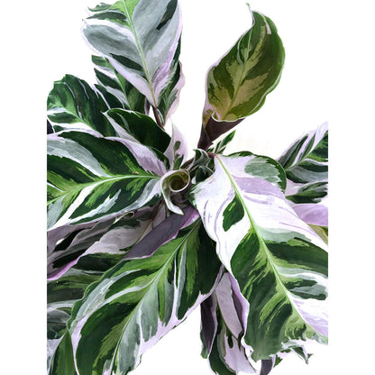 Calathea White Fusion M14 40cm_2