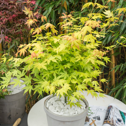 Arce Japonés - 3 Pzs - Acer Palmatum - Altura 60-70cm - ⌀19cm_1