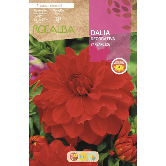 Bulbo Dalia decorativa Rojo terciopelo 1 unidad Rocalba