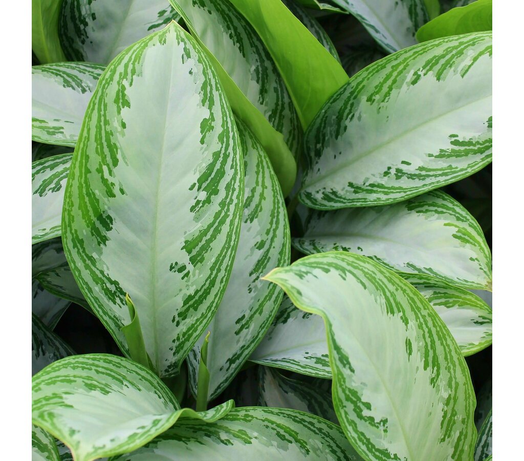 Aglaonema Silver Bay M14 40cm_2