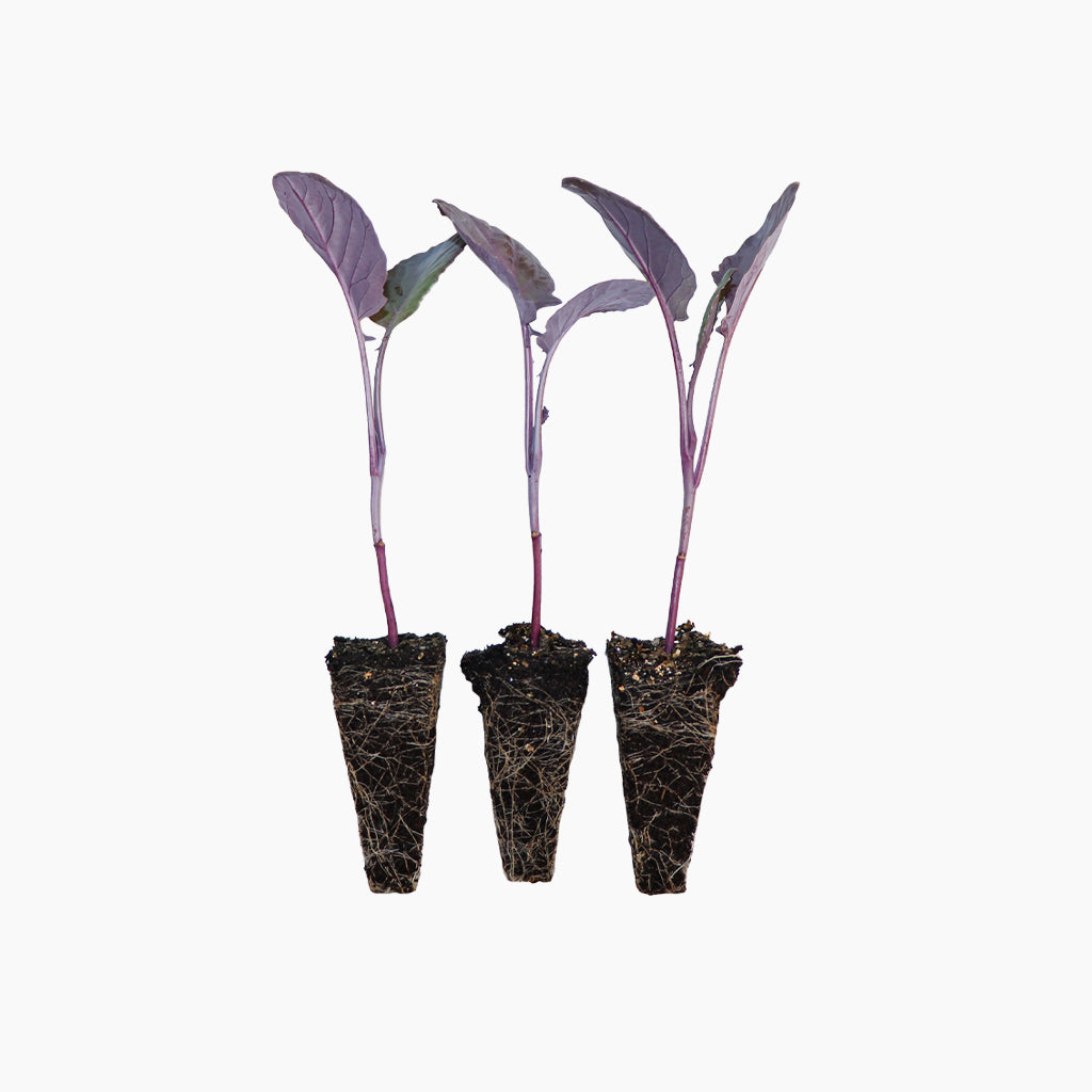Plantón Brócoli Morado 10 Unidades - Plantabo_0
