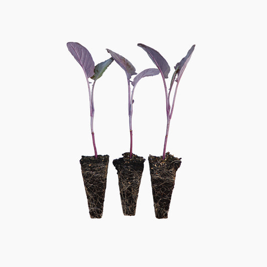 Plantón Brócoli Morado 10 Unidades - Plantabo_0