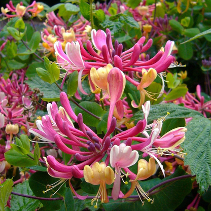Madreselva - 2 Pzs - Lonicera 'american Beauty' - Altura 110-120cm - ⌀17cm