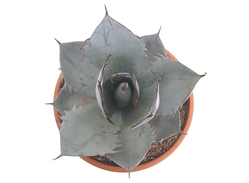 Agave Titanota White Ice T30 50cm (hielo Blanco)_1