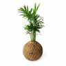 Palmera De Salón En Kokedama