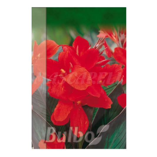 Bulbo Canna Indica President Roja_0
