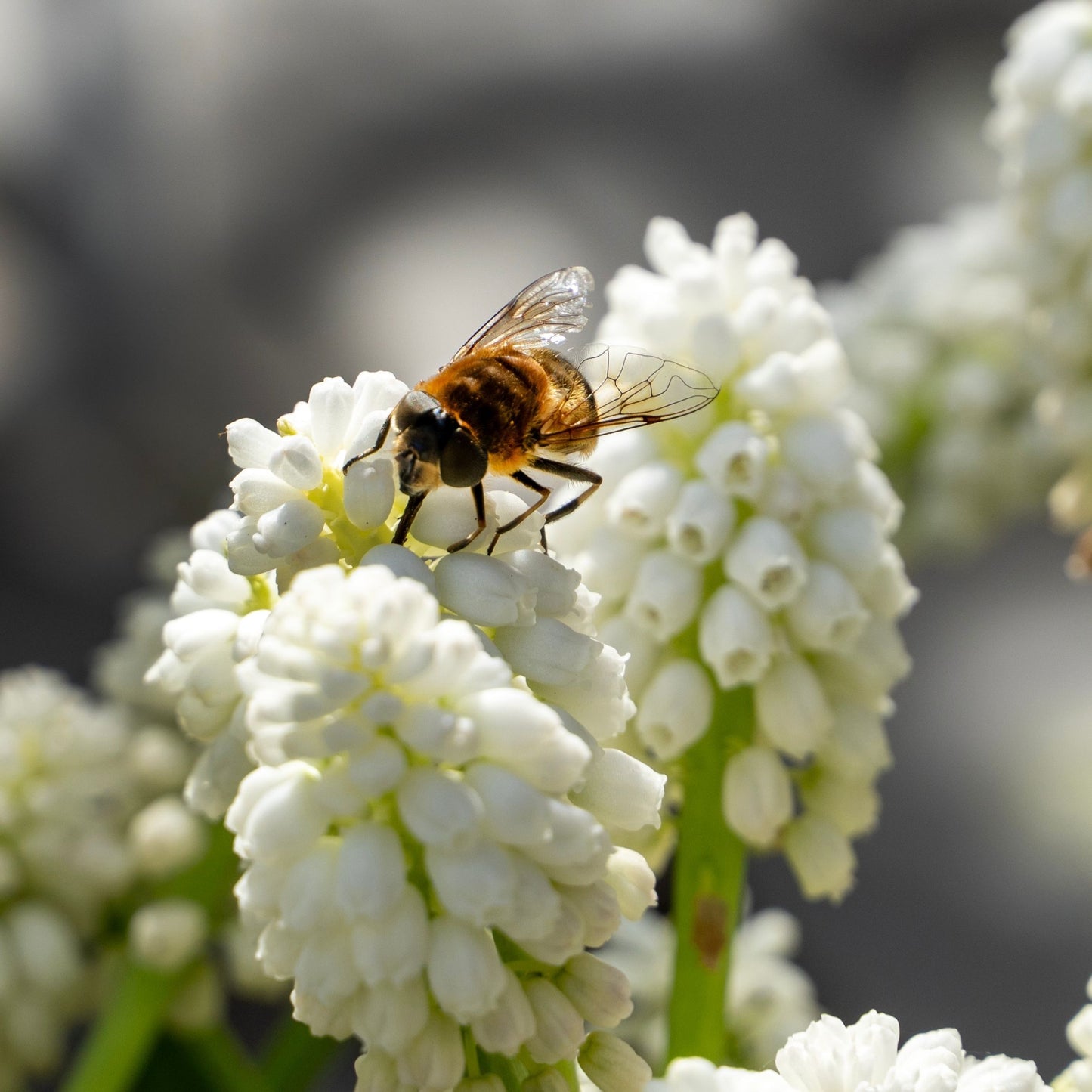 Jacintos De Uva - 50 Pzs - Muscari 'white Magic' - Bulbos De Flores - Blanco