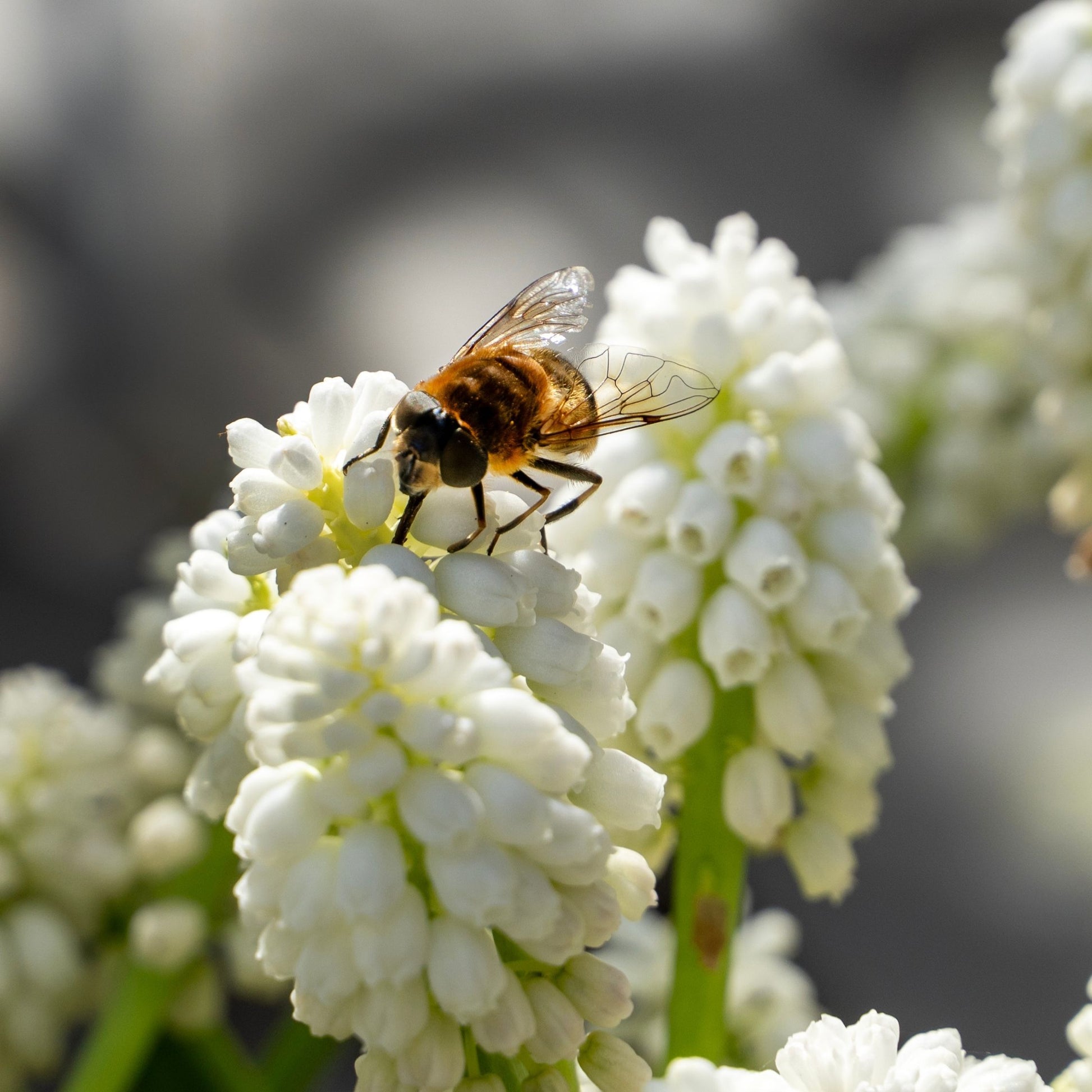 Jacintos De Uva - 50 Pzs - Muscari 'white Magic' - Bulbos De Flores - Blanco