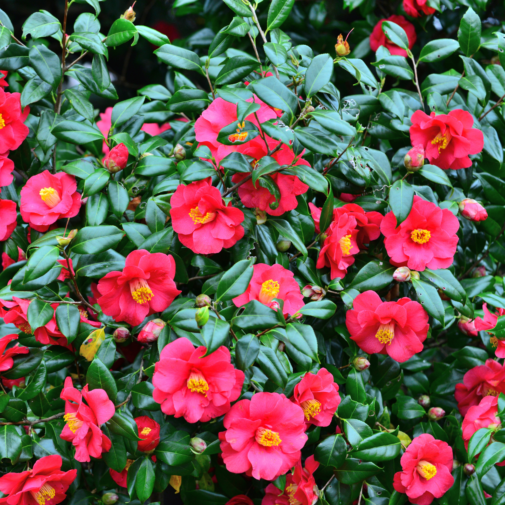 Planta De Té - 3 Pzs - Camellia Japonica 'bonomiana' - Altura 25-40cm - ⌀9cm
