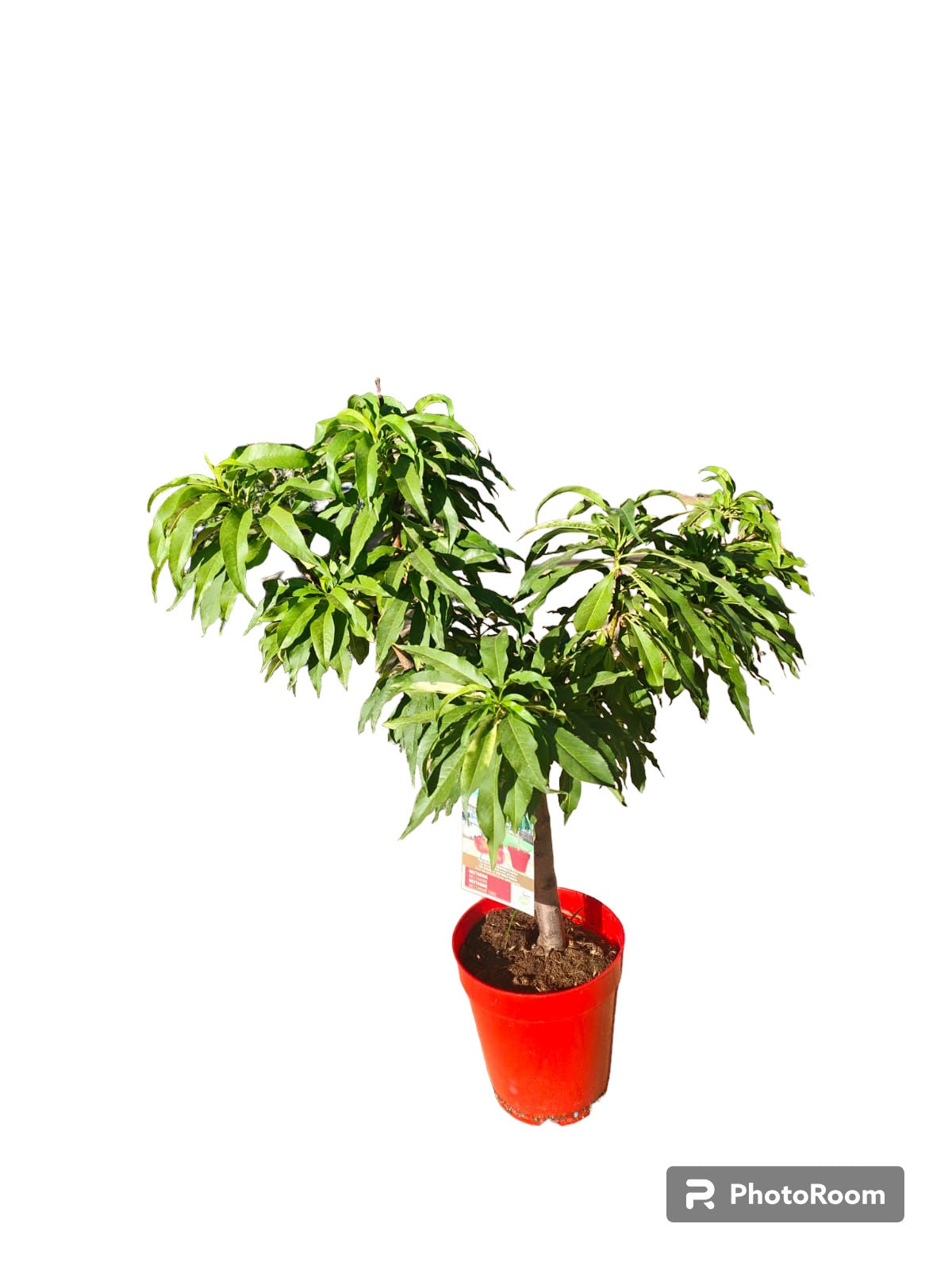 Nectarina Enana Maceta