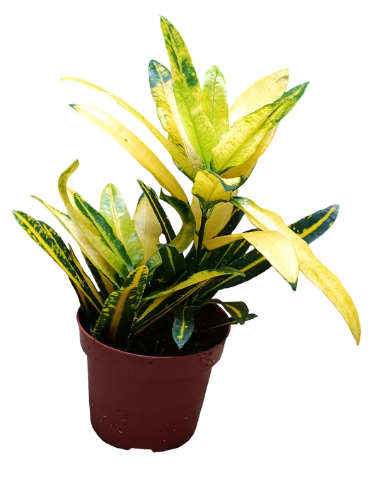 Croton Sunny Star Planta De Interior Ø12_0