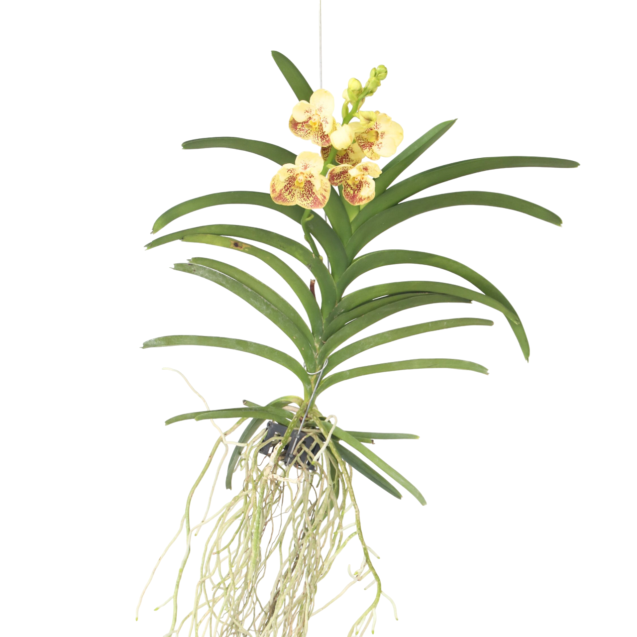 Orquídea Vanda - Vanda 'sunanda Yellow Henna' - Altura 65-75cm_0