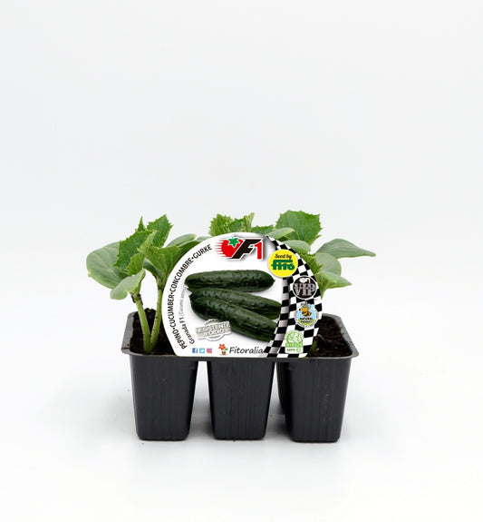 Pack Plantones Pepino Beautiful Hibrido F1 6 Ud. Natural - Fitoralia_0