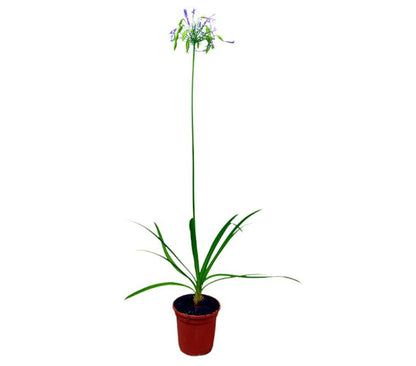 Agapanthus Africano Azul M17 80-100cm_0