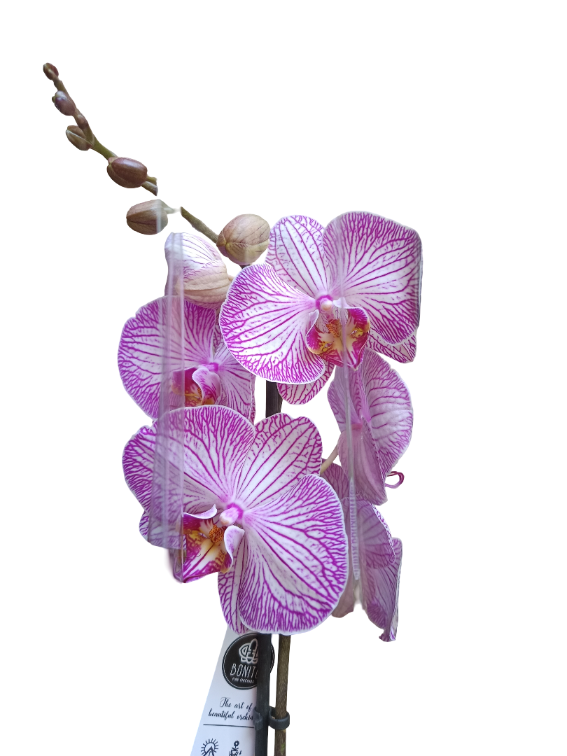 Orquidea Phalaenopsis De Color Surtido Ø12 - 60 Cm - Sin Flor_5