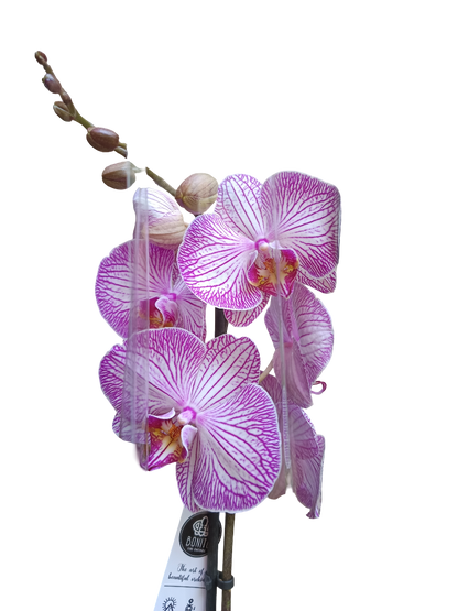 Orquidea Phalaenopsis De Color Surtido Ø12 - 60 Cm - Sin Flor_5