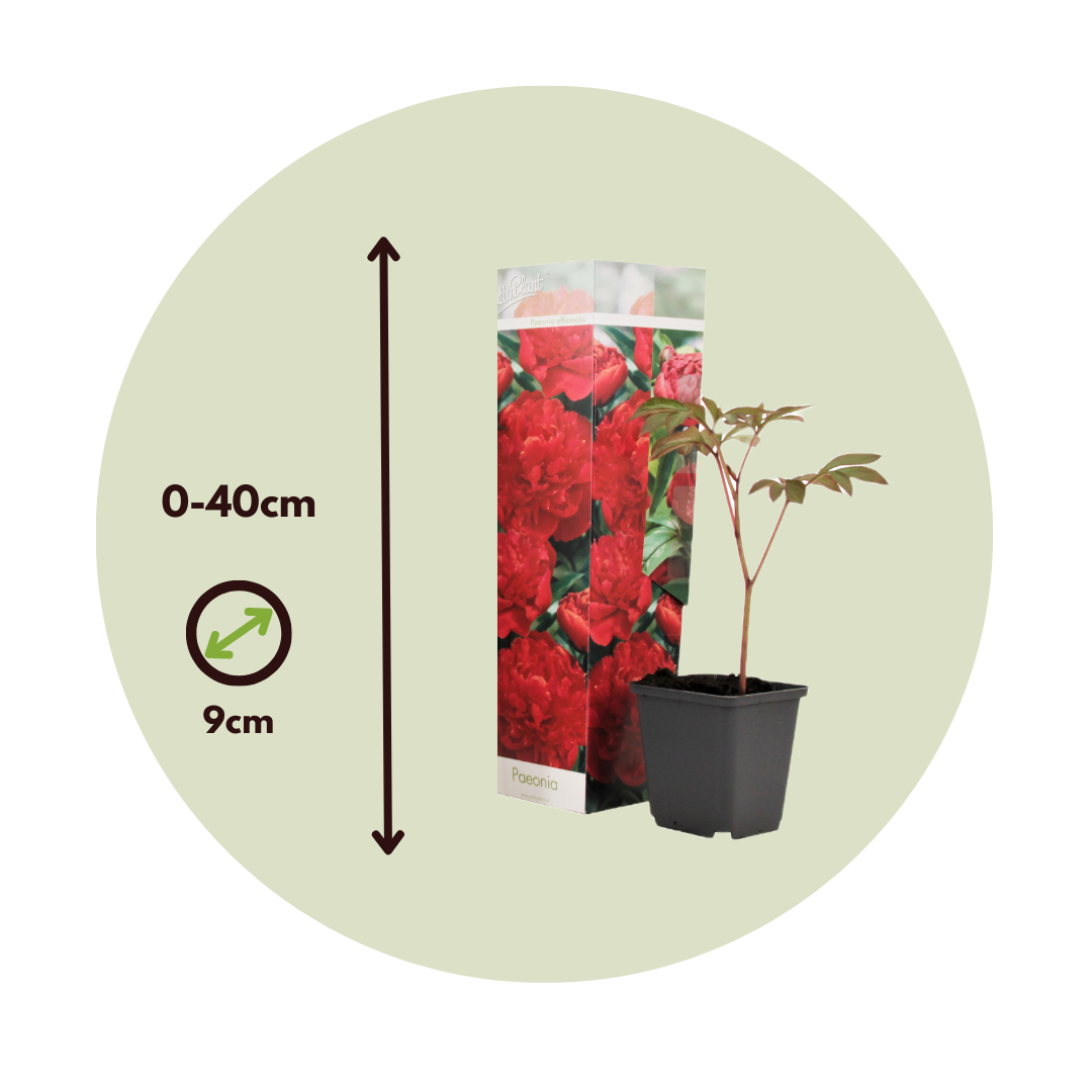 Paeoniaceae - 3 Pzs - Paeonia Officinalis 'rubra Plena' - Altura 0-40cm - ⌀9cm_2