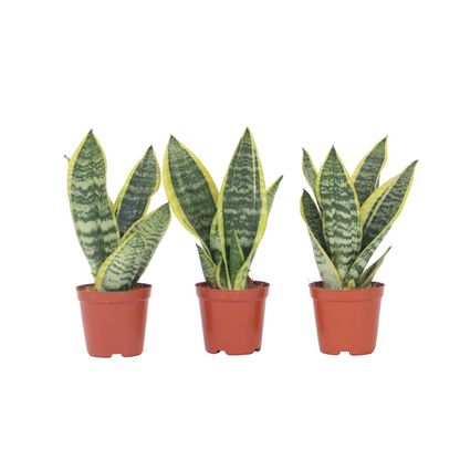 Lengua De Suegra - 3 Pzs - Sansevieria 'futura' - Altura 35-40cm - ⌀12cm_0