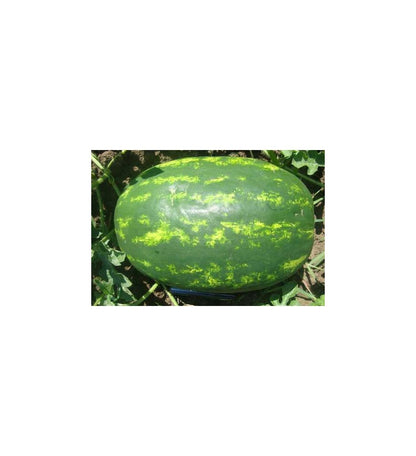 Plantón Sandia Injertada (dumara F1) (5 Unidades)_0